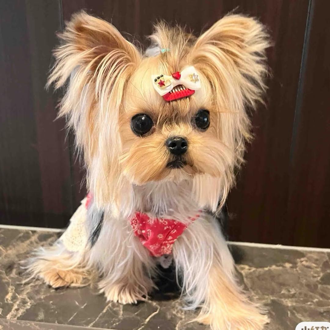 淮北犬心犬意（步行街店）