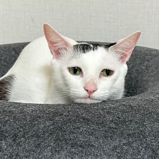 猫咪叫满满