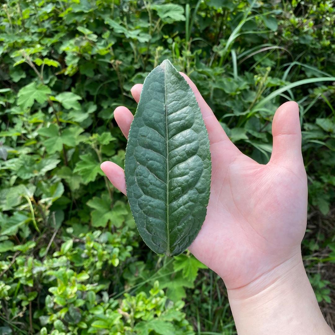 茶事未了