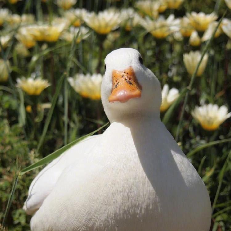 逆逆