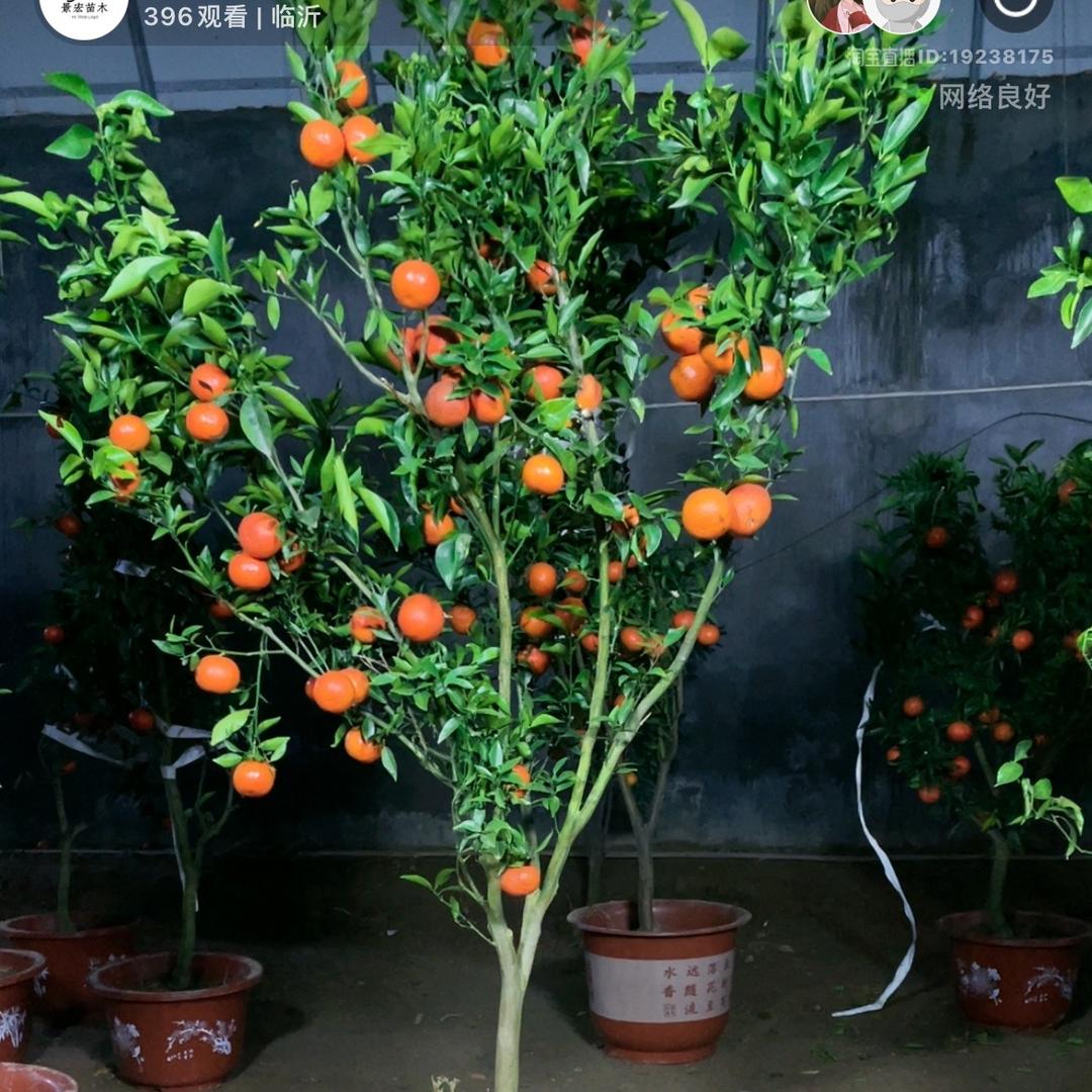 果树绿植产业园