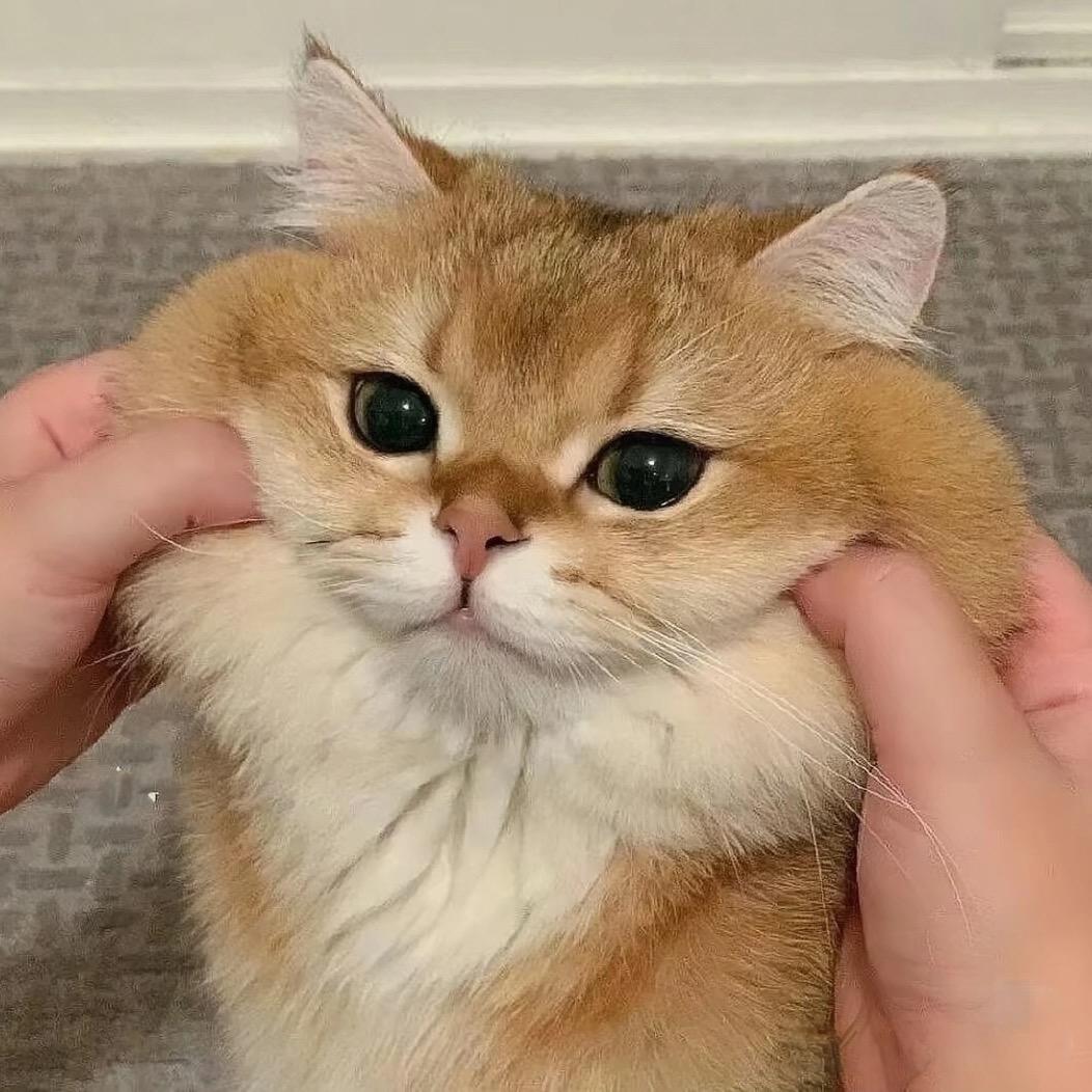 嘟噜嘟噜