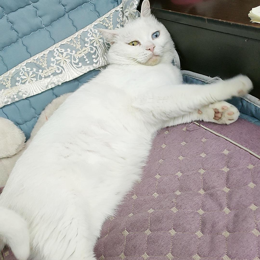 我的小咪🤣（拒私聊）