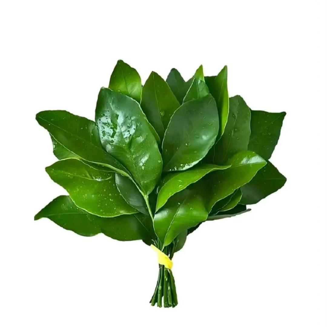 红心柚耶耶耶