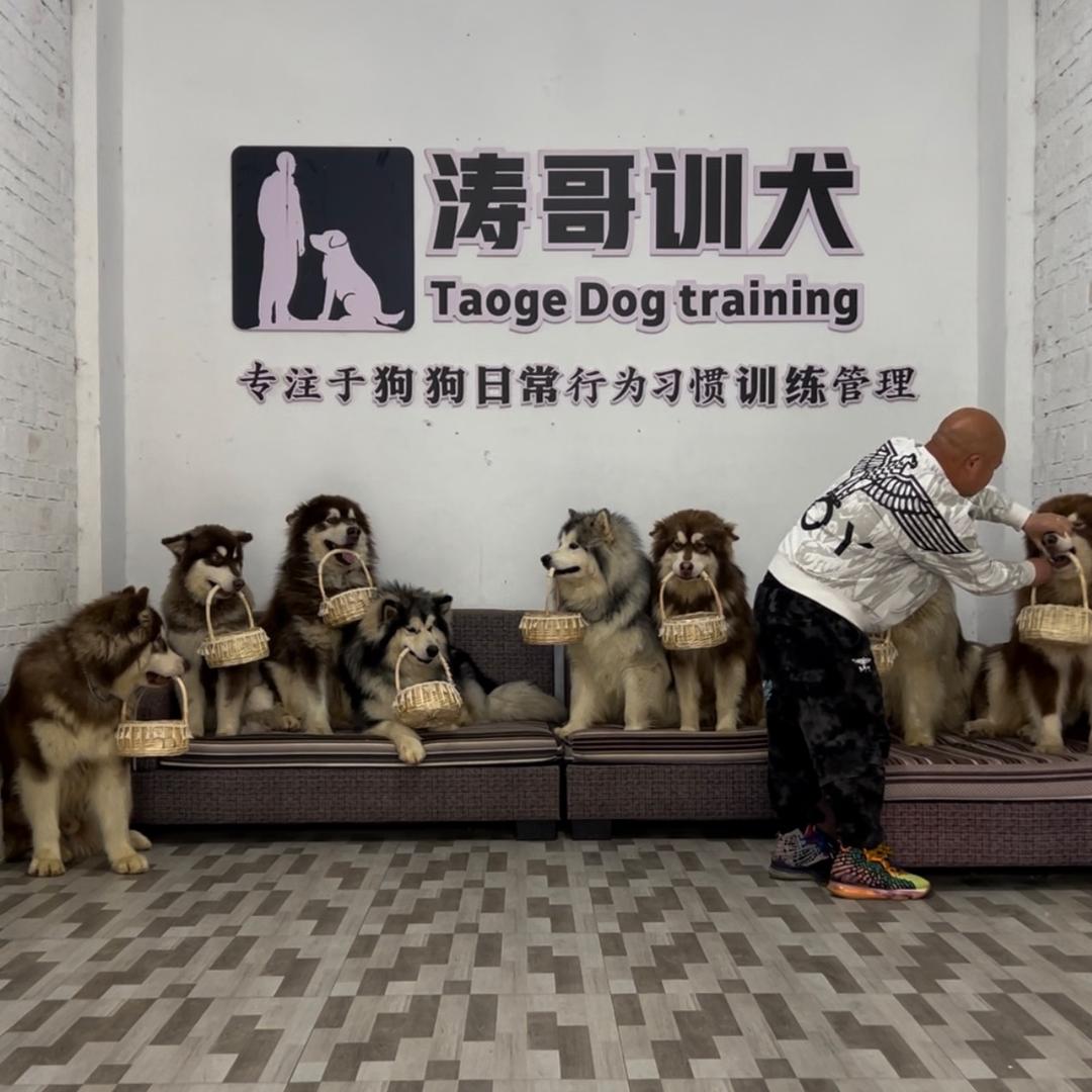 涛哥宠物训犬学校