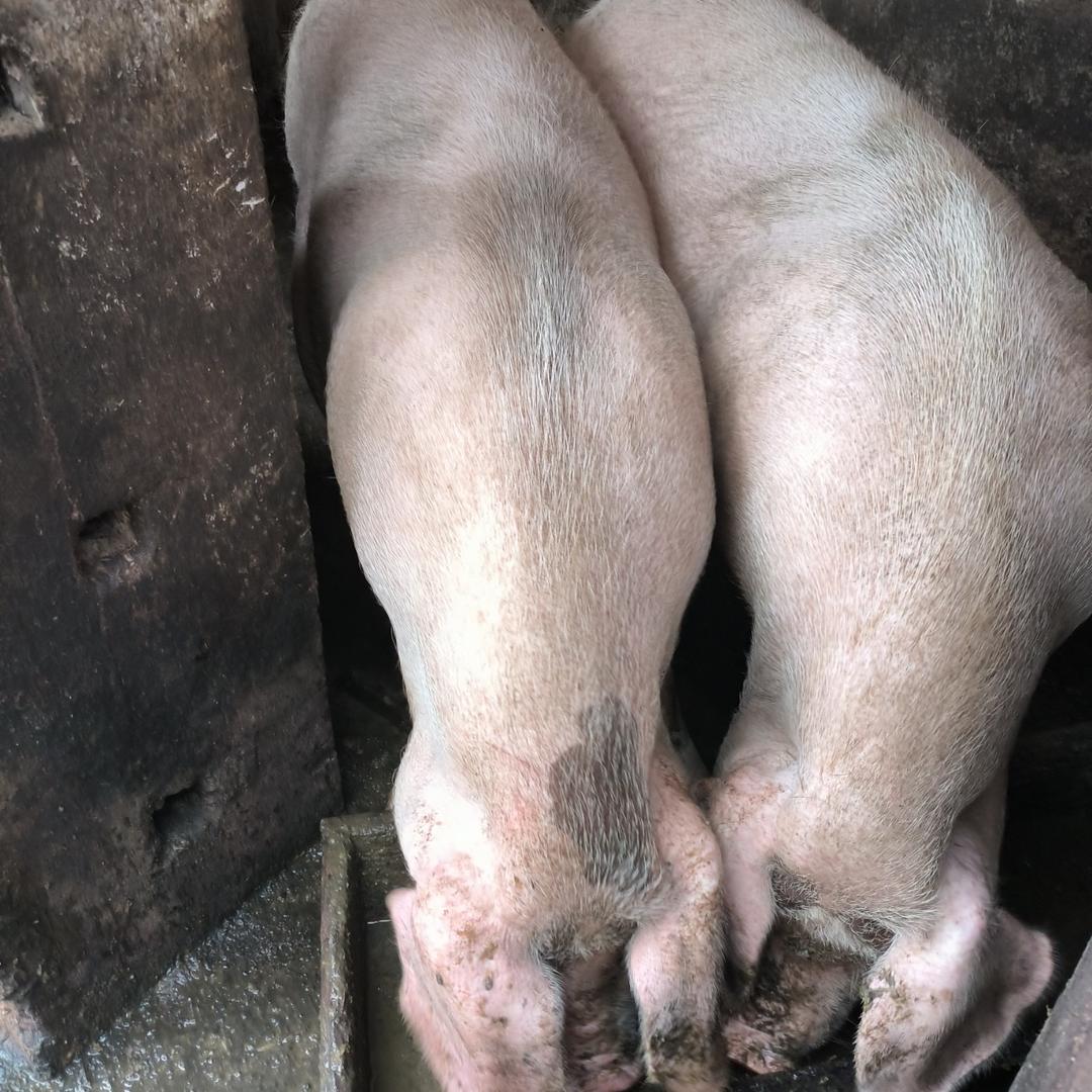 邮邮土猪肉的头像