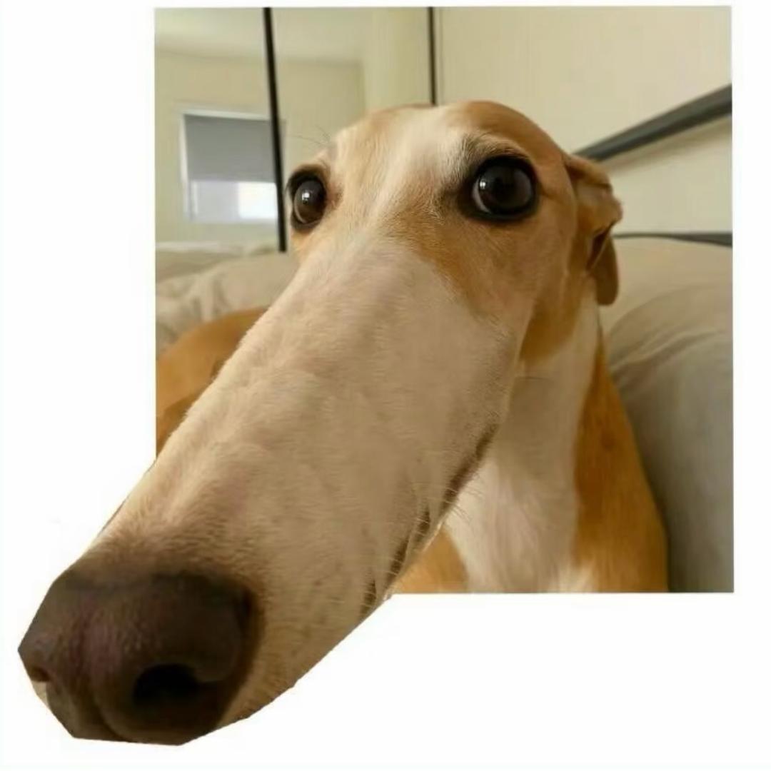 吃土豆长大的马铃薯🍟