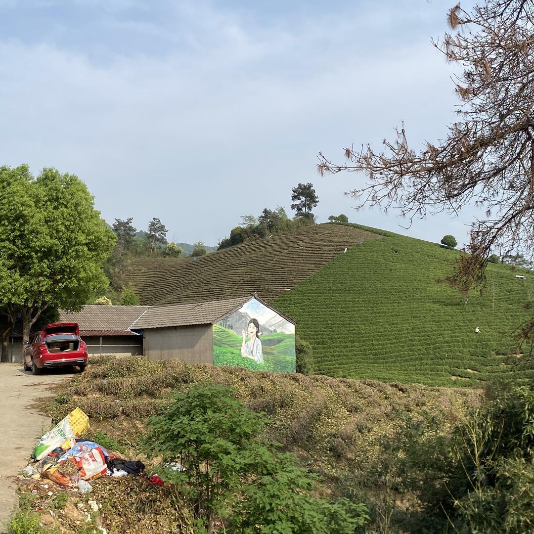 我是卖安吉白茶的