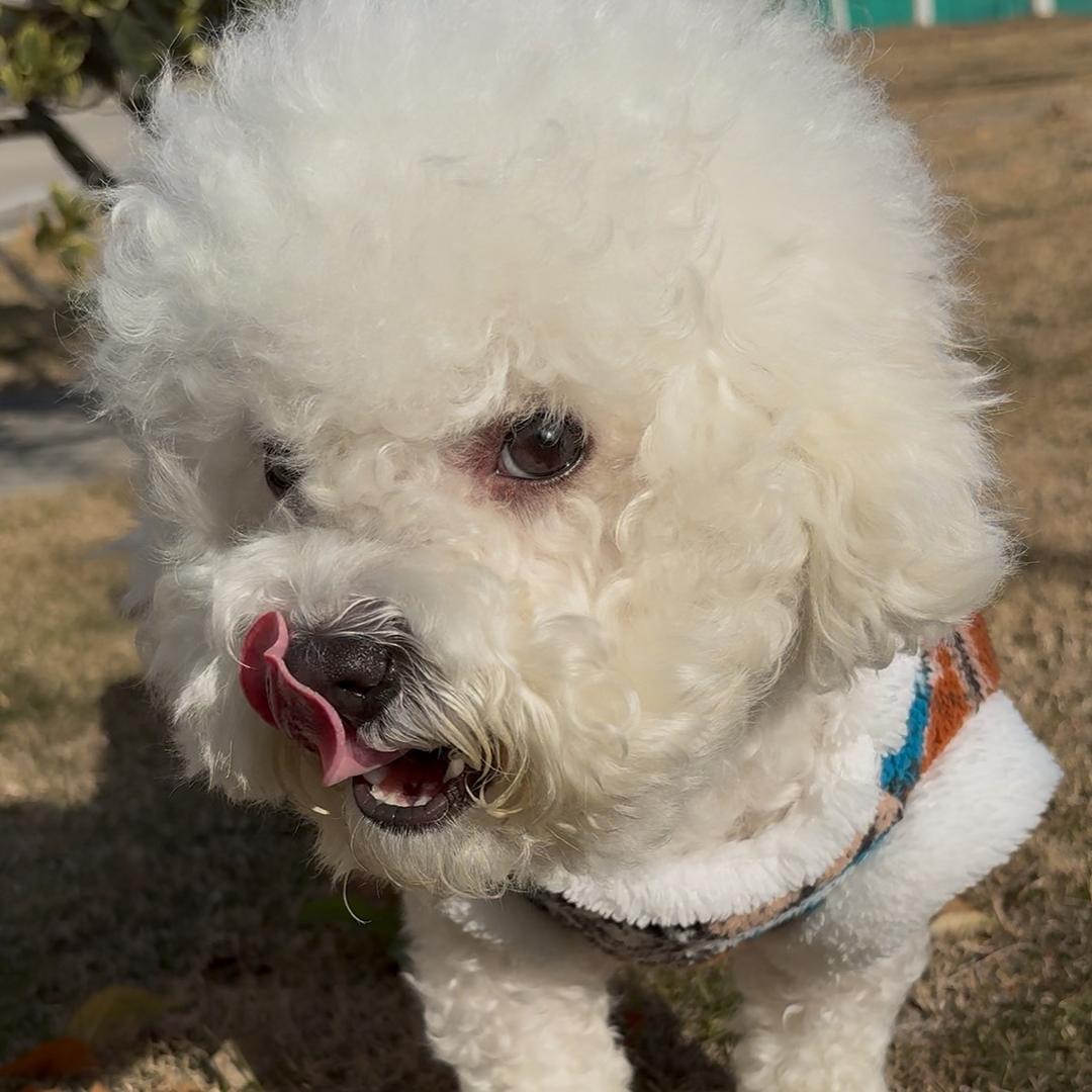 果冻是个小狗狗