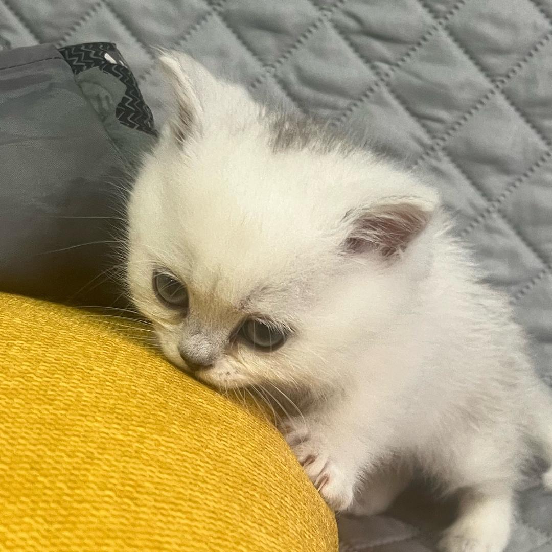 猫咪元宝