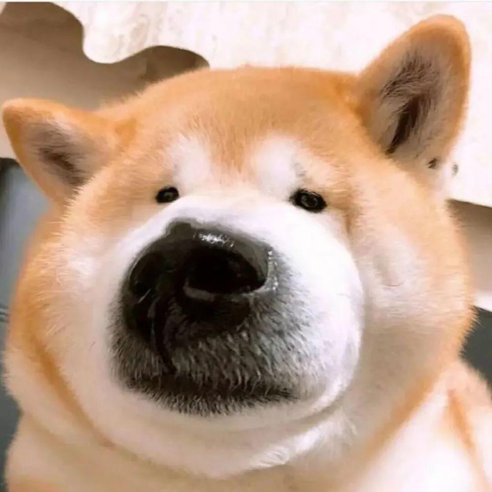 183的小矮子