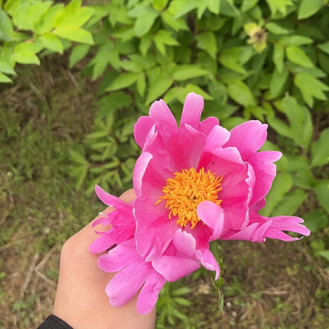 西瓜饰品-辰辰