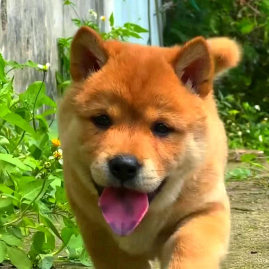 淘只田园犬