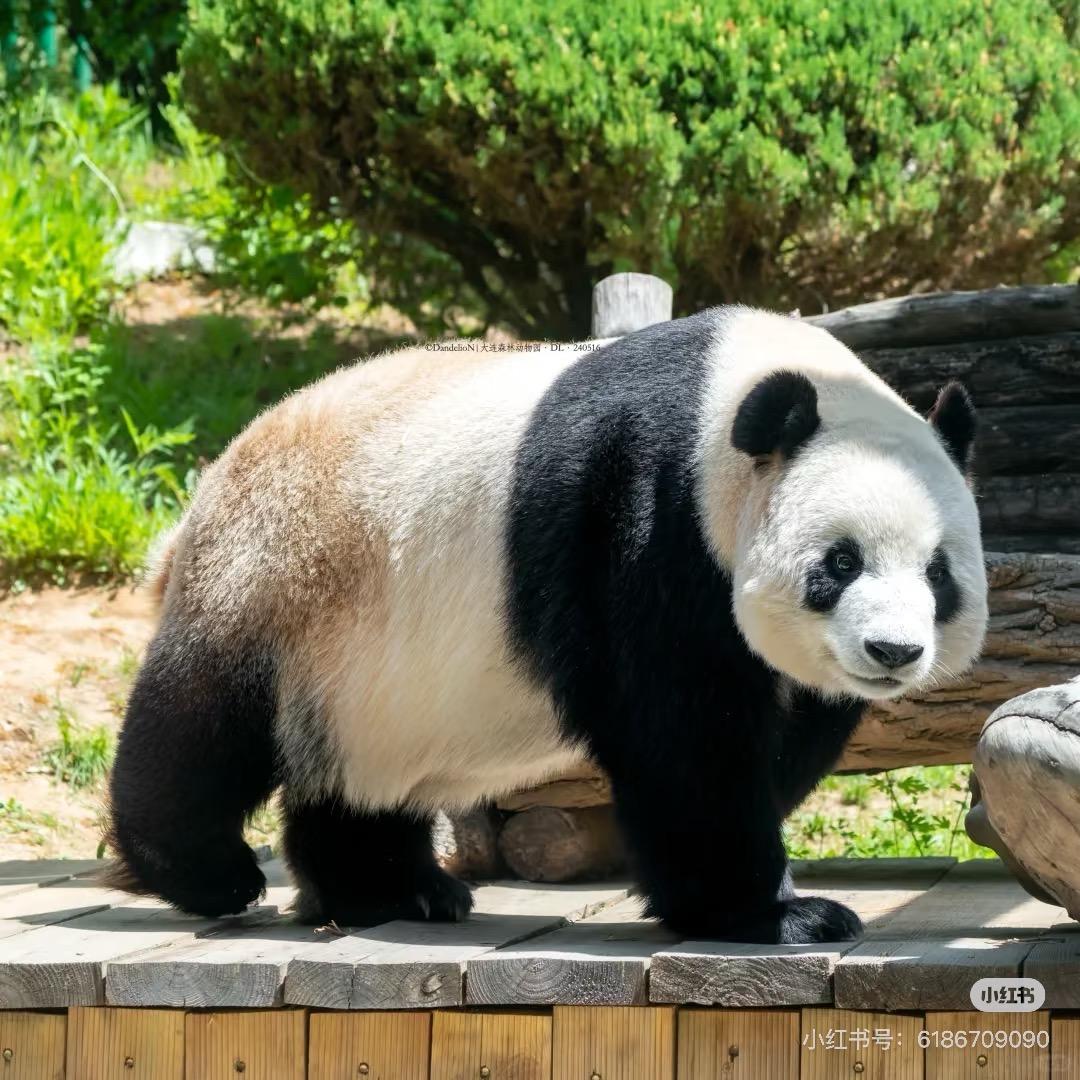 阳光舞甜橙🐻