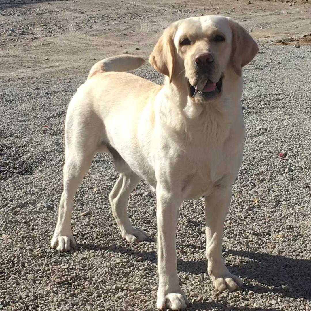 开着奔驰捡破烂