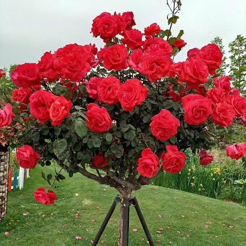 景硕花卉