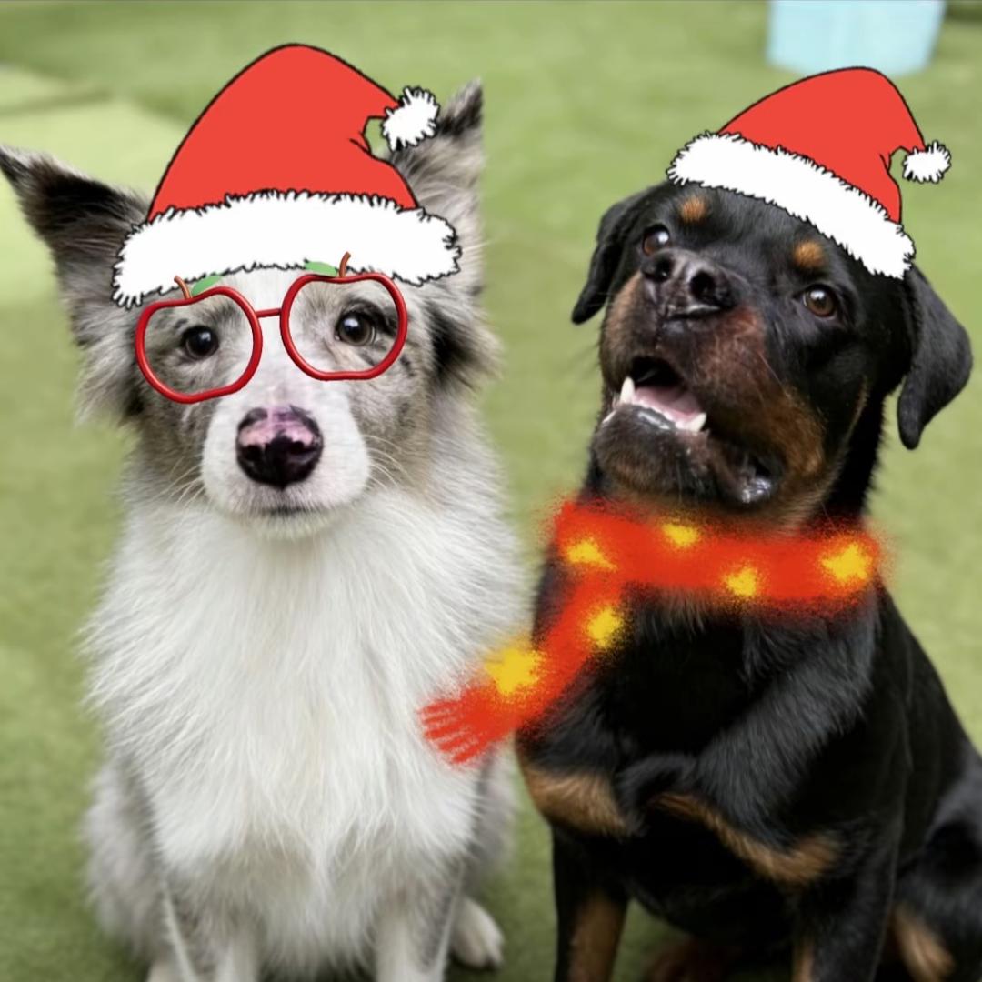 成功人士生物活体标本