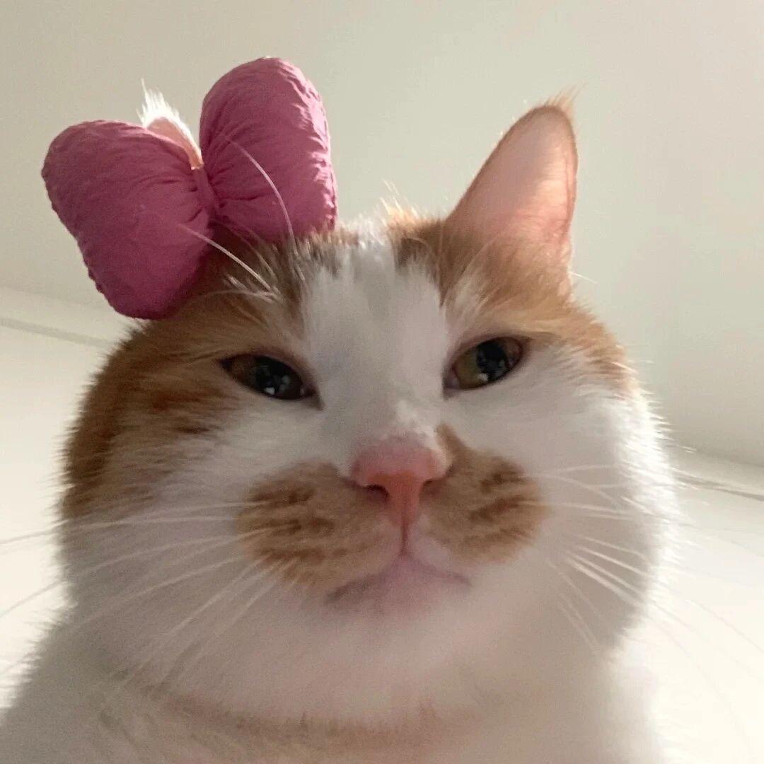 苹什猫^