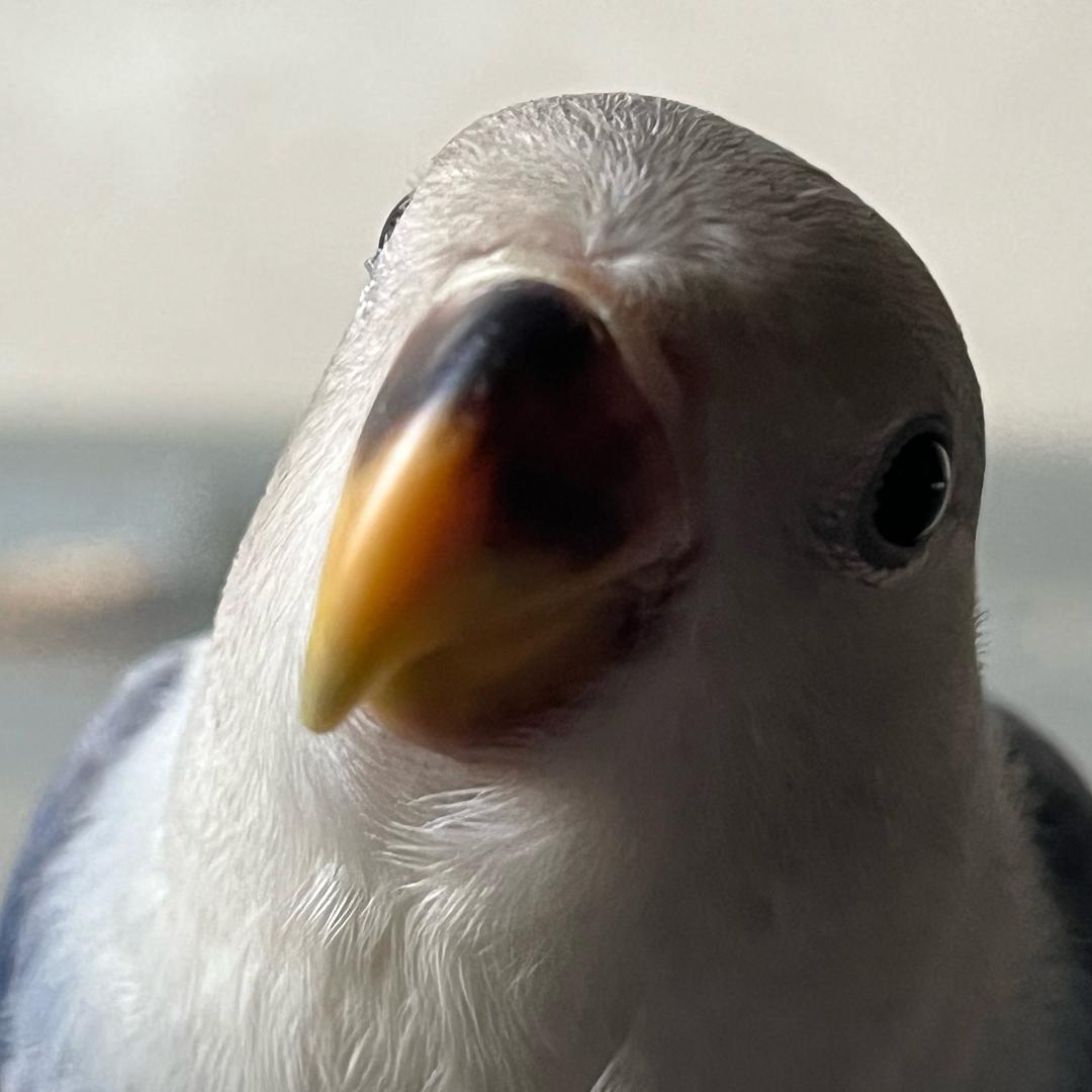陈蒹葭与陈白露🦜
