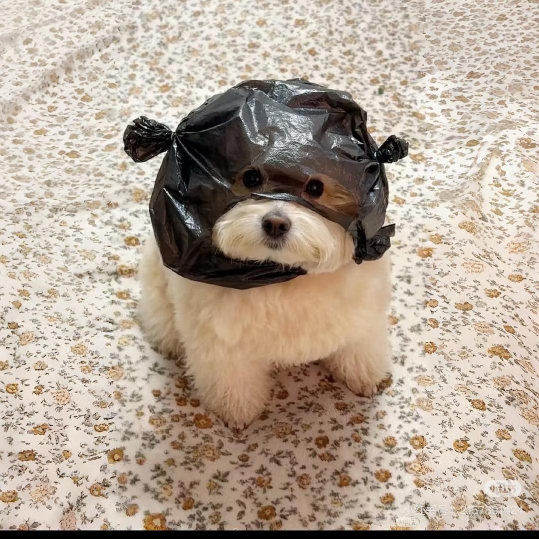20只小羊仔～
