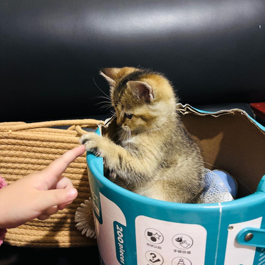 依依和“123”🐱