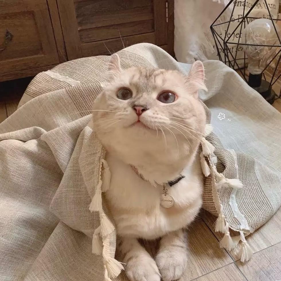 奶酪猫严选