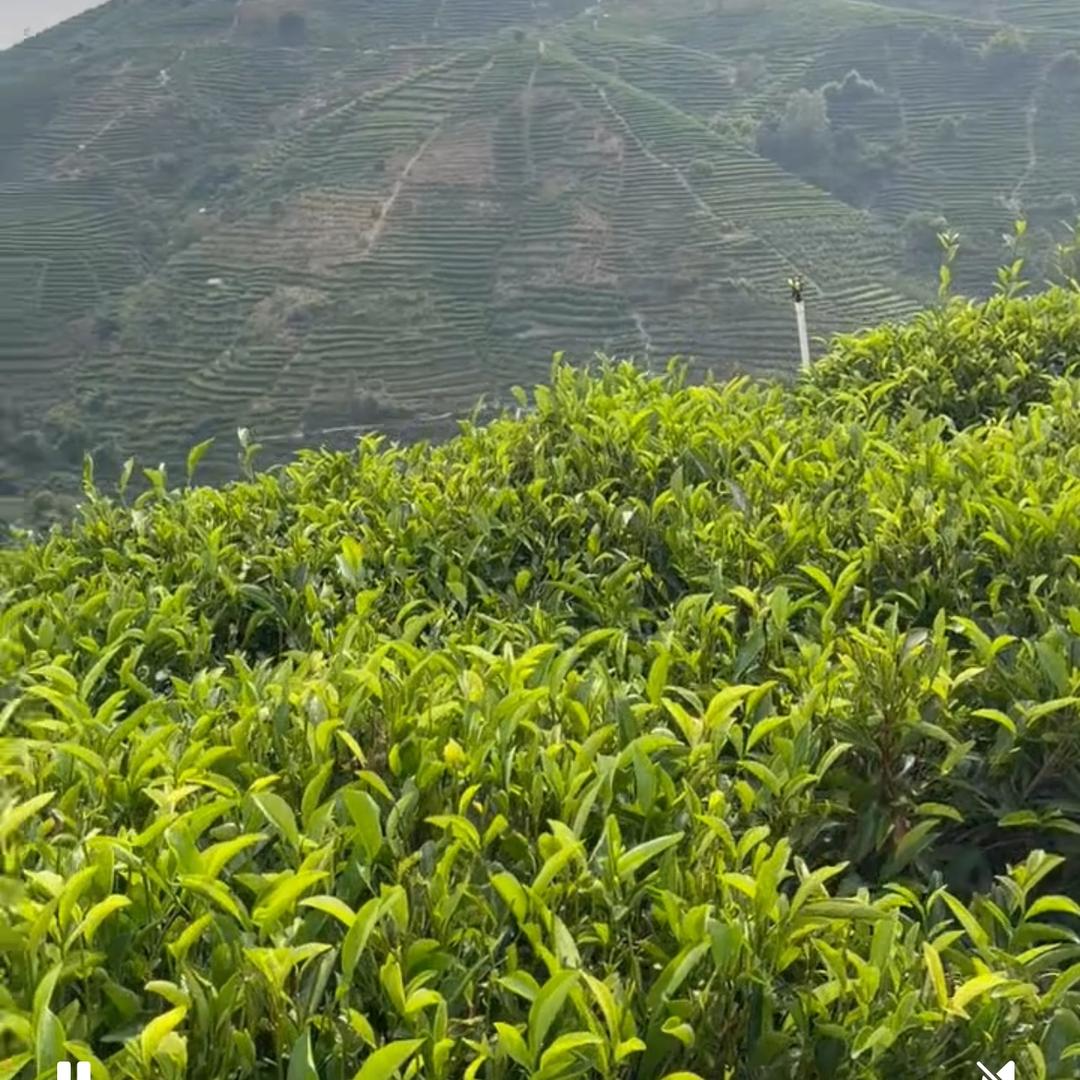 单丛茶@批发零售