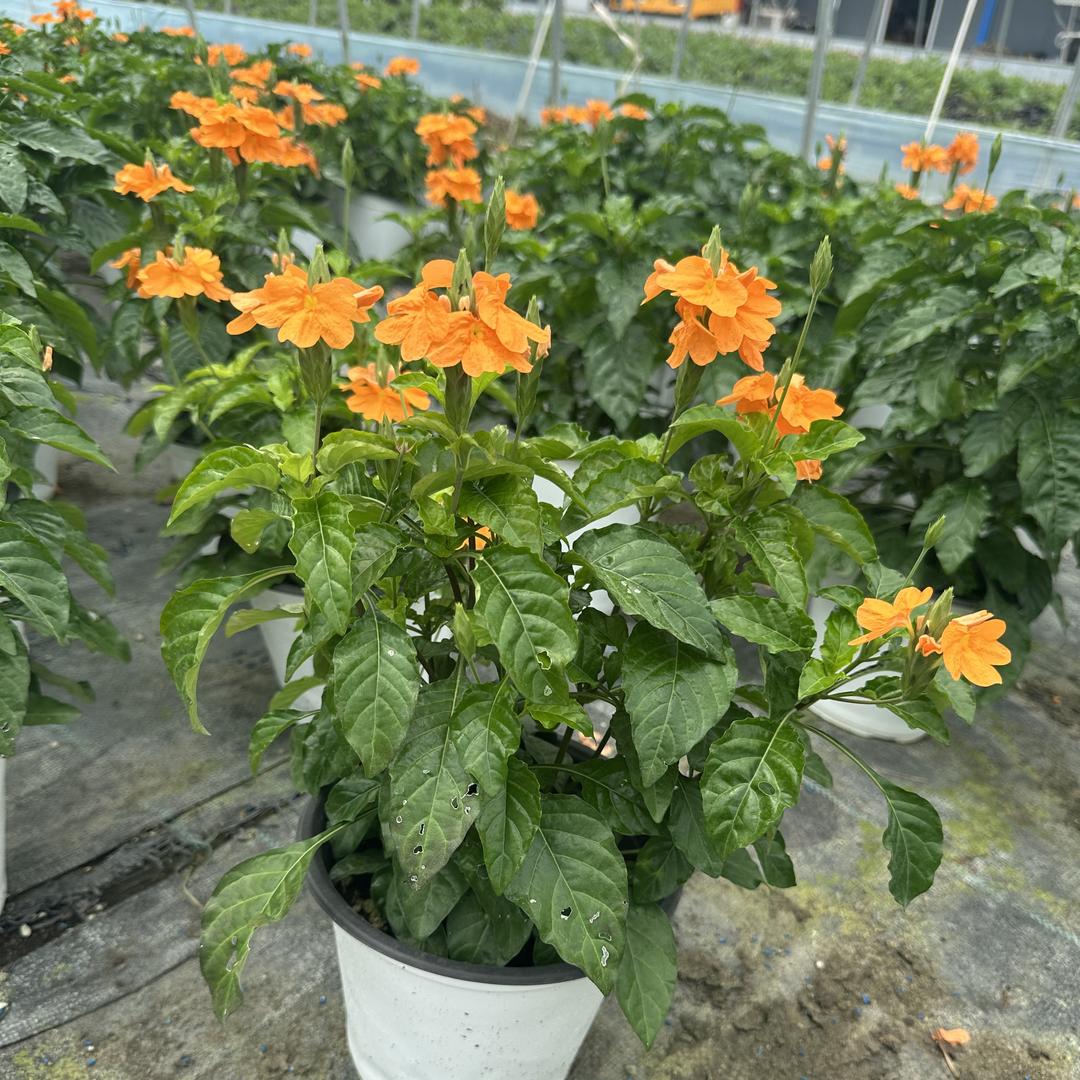 乐萤花卉园艺创意屋