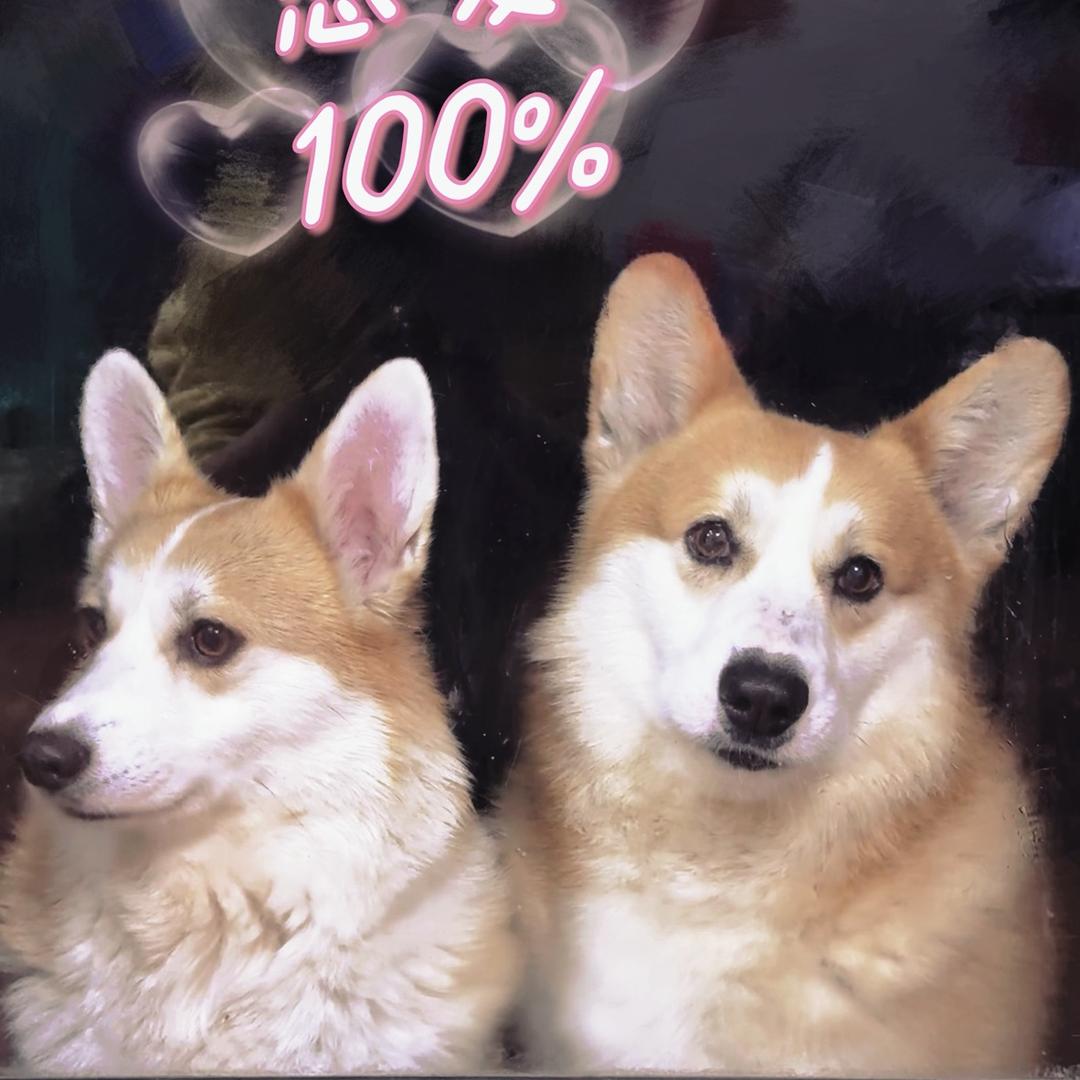 商丘彩虹堡柯基