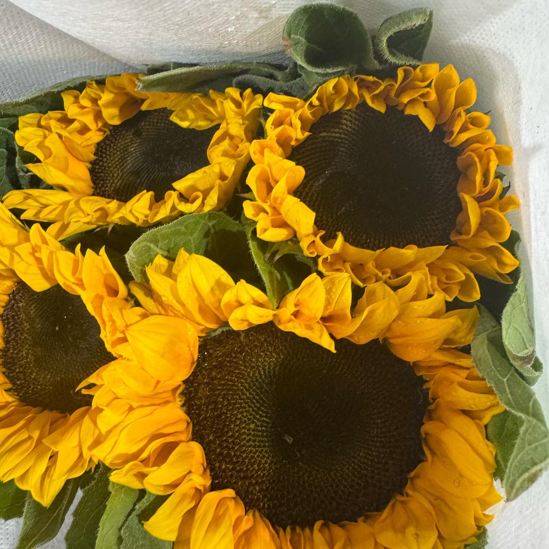 斗南鲜花批发代购