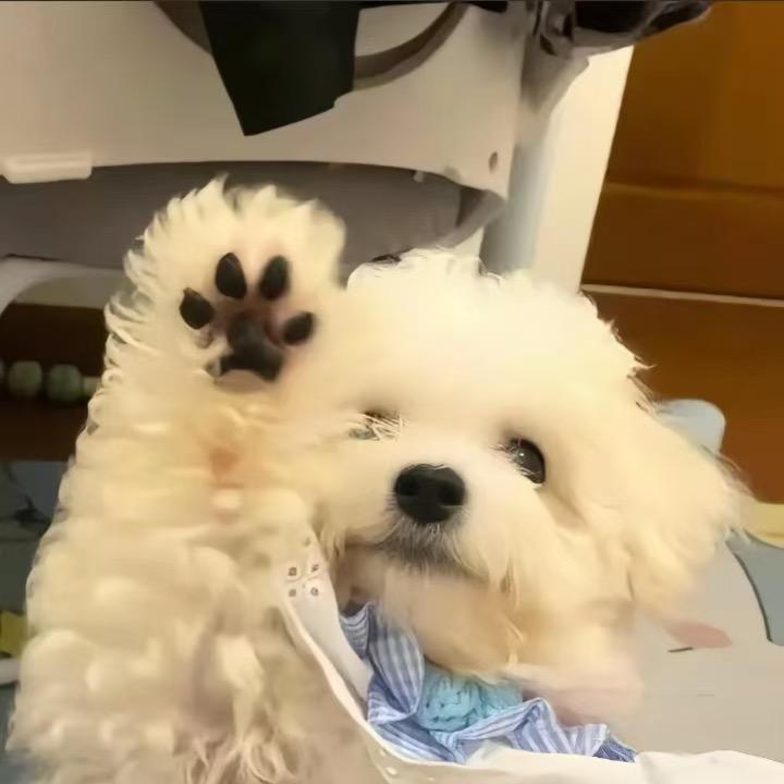 趴在桌子上数羊🐑