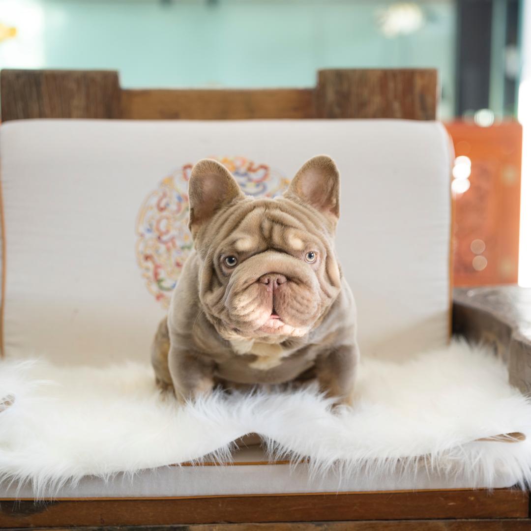 正禄犬业｜直播号