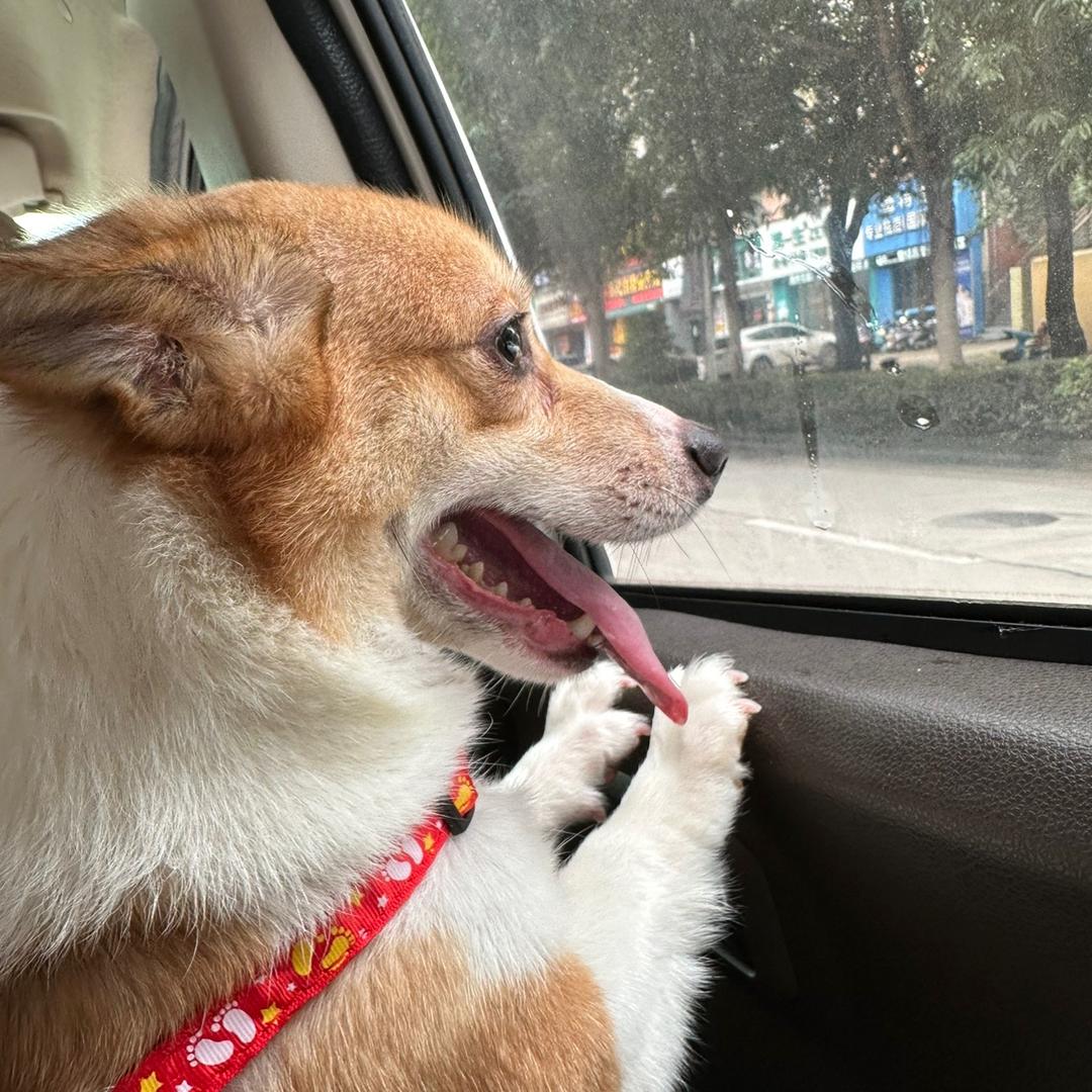 鑫鑫爱跑婚庆🦄