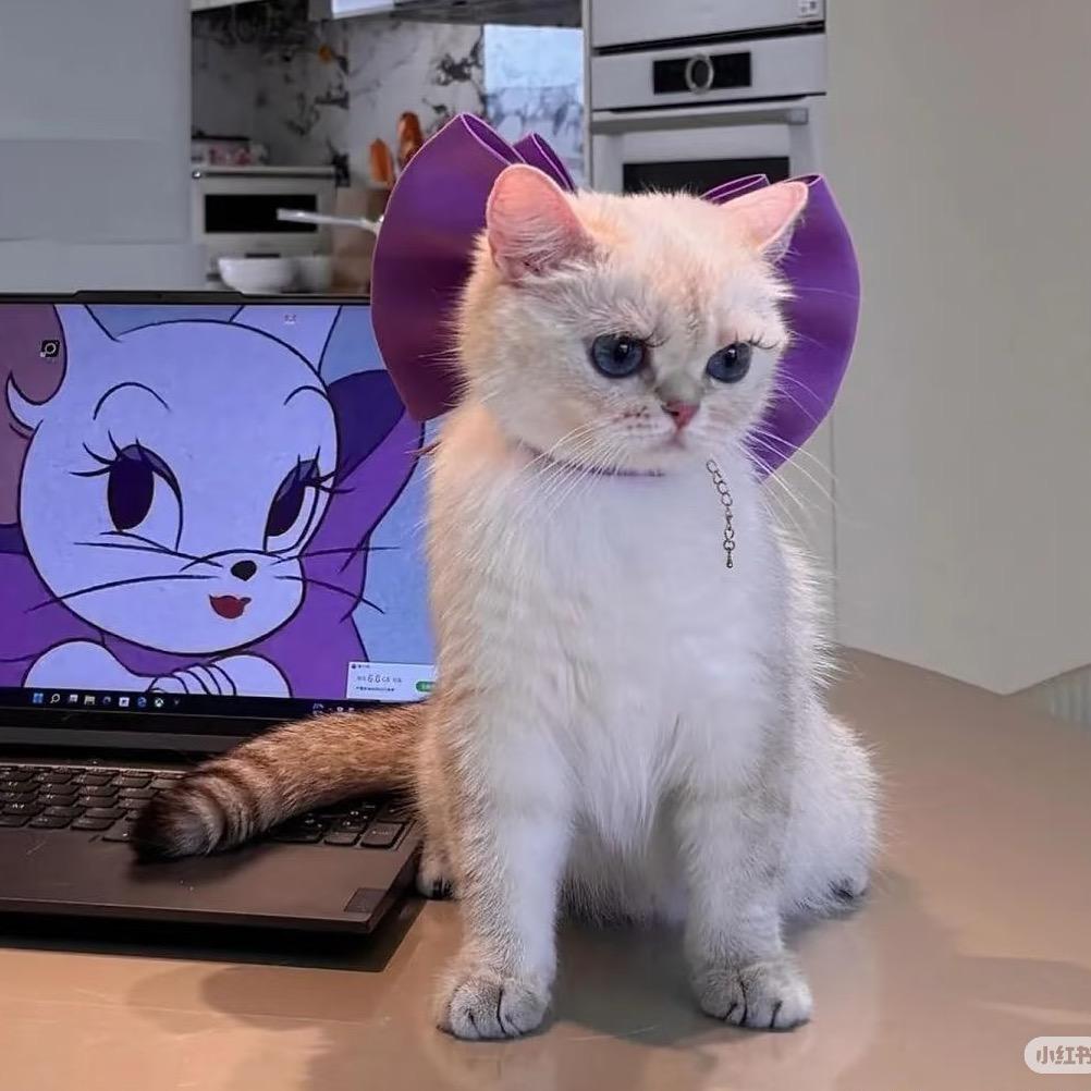 别丢下小猫