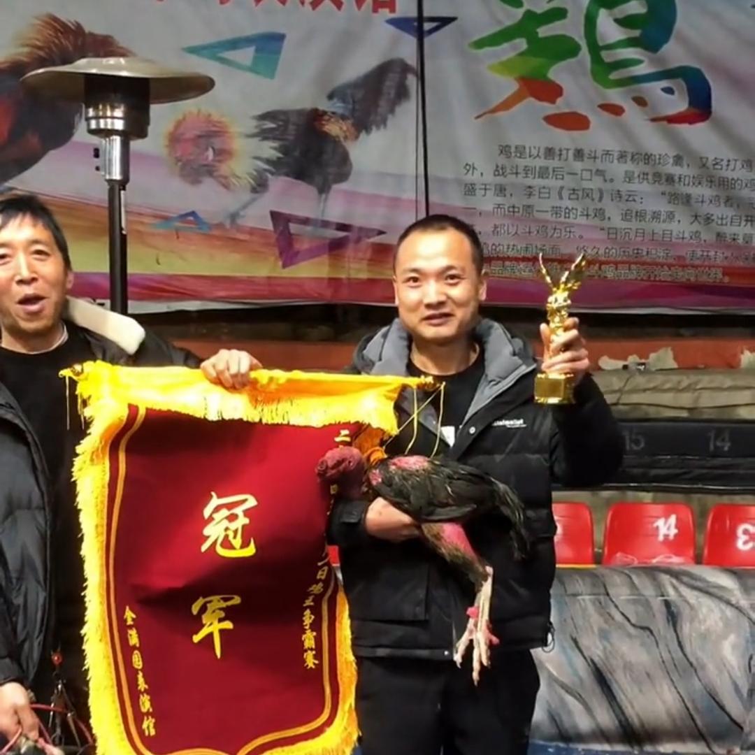 小矮哥斗鸡养殖