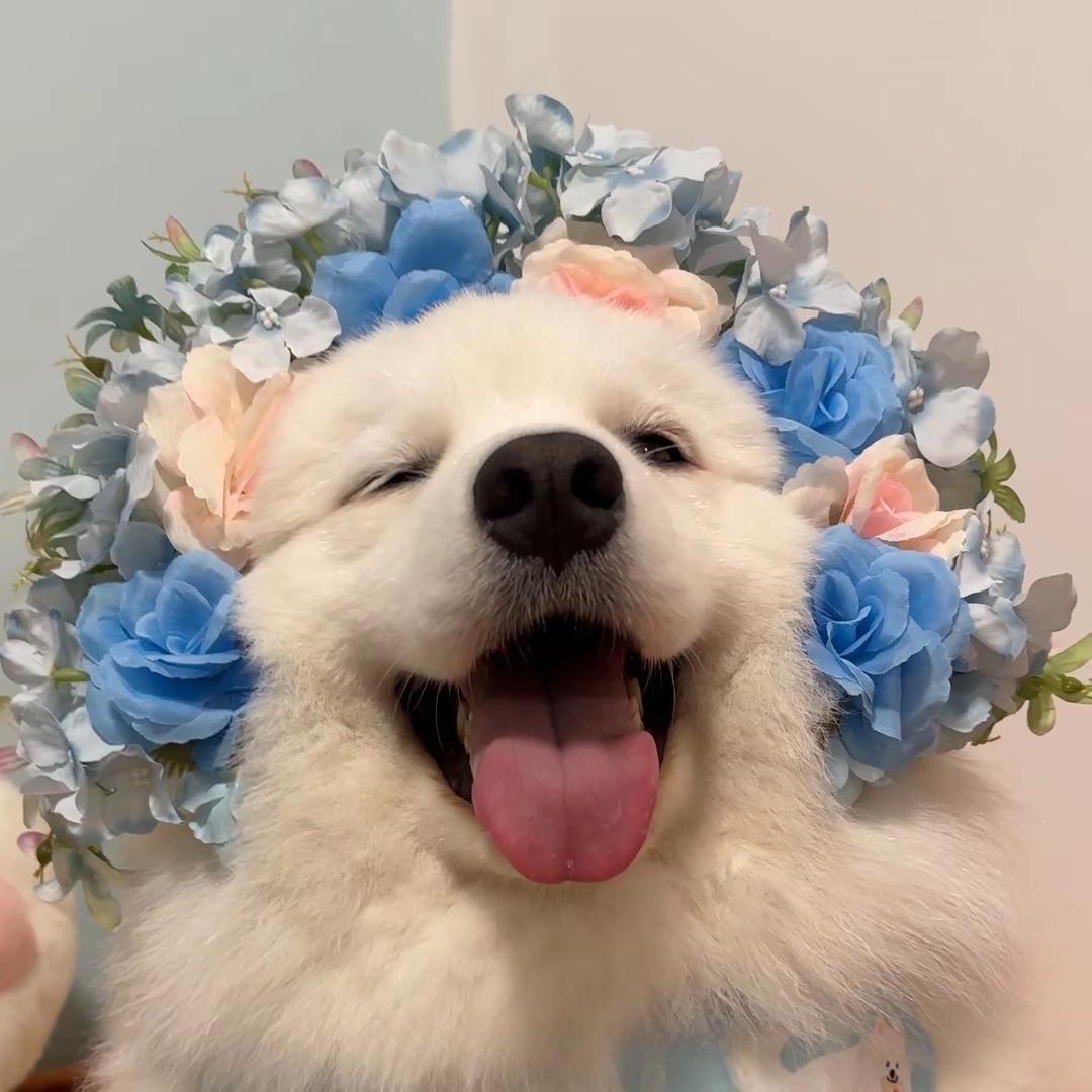 🌟❦花❧筱❦鱼❄