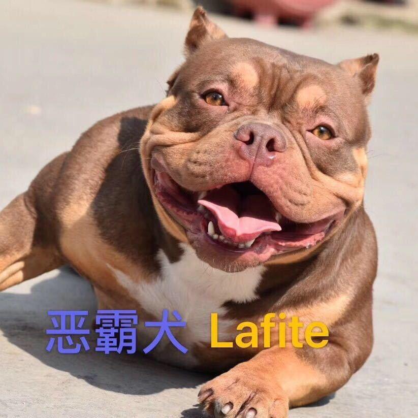 恶霸犬拉菲🇨🇳