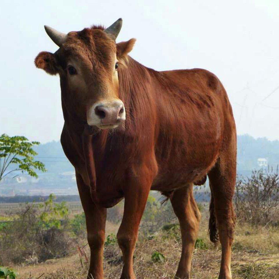 思农生鲜 马叔牛肉