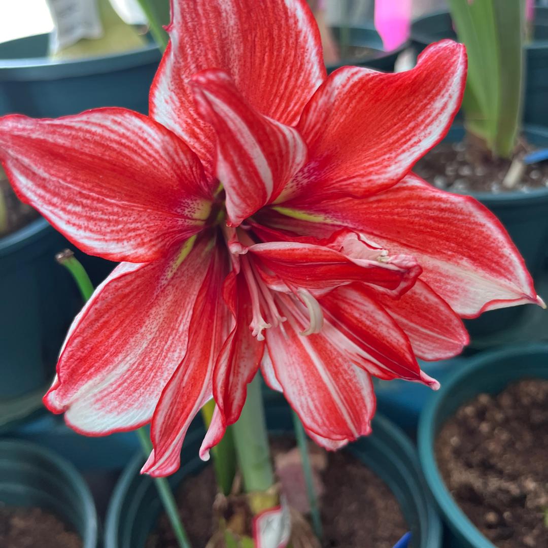 苗苗的花园