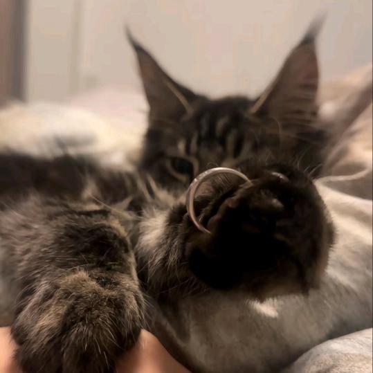 电子小猫