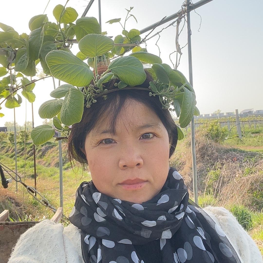 新沂港头猕猴桃采摘园