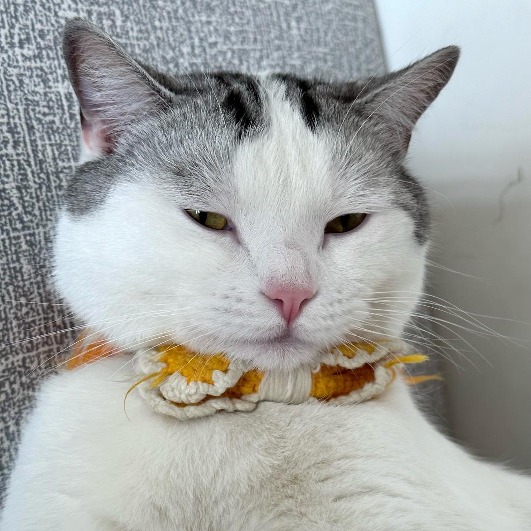 Mimmy