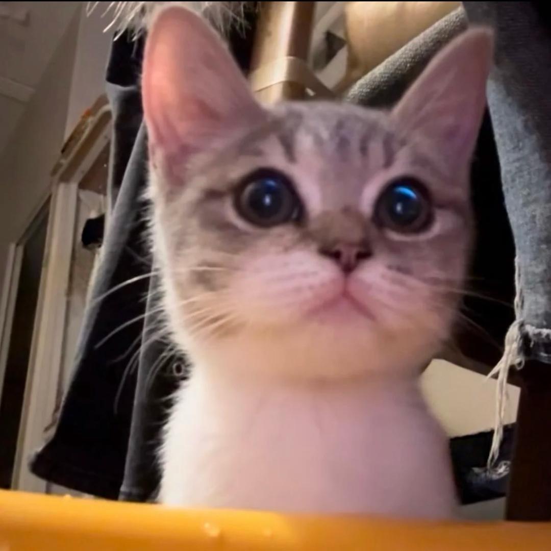 小鱼鱼