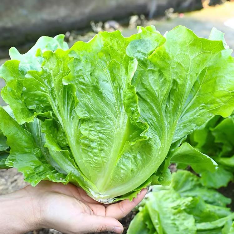 生菜高产种植技术