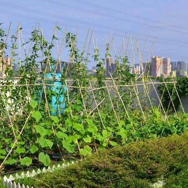 敏妈的田园生活