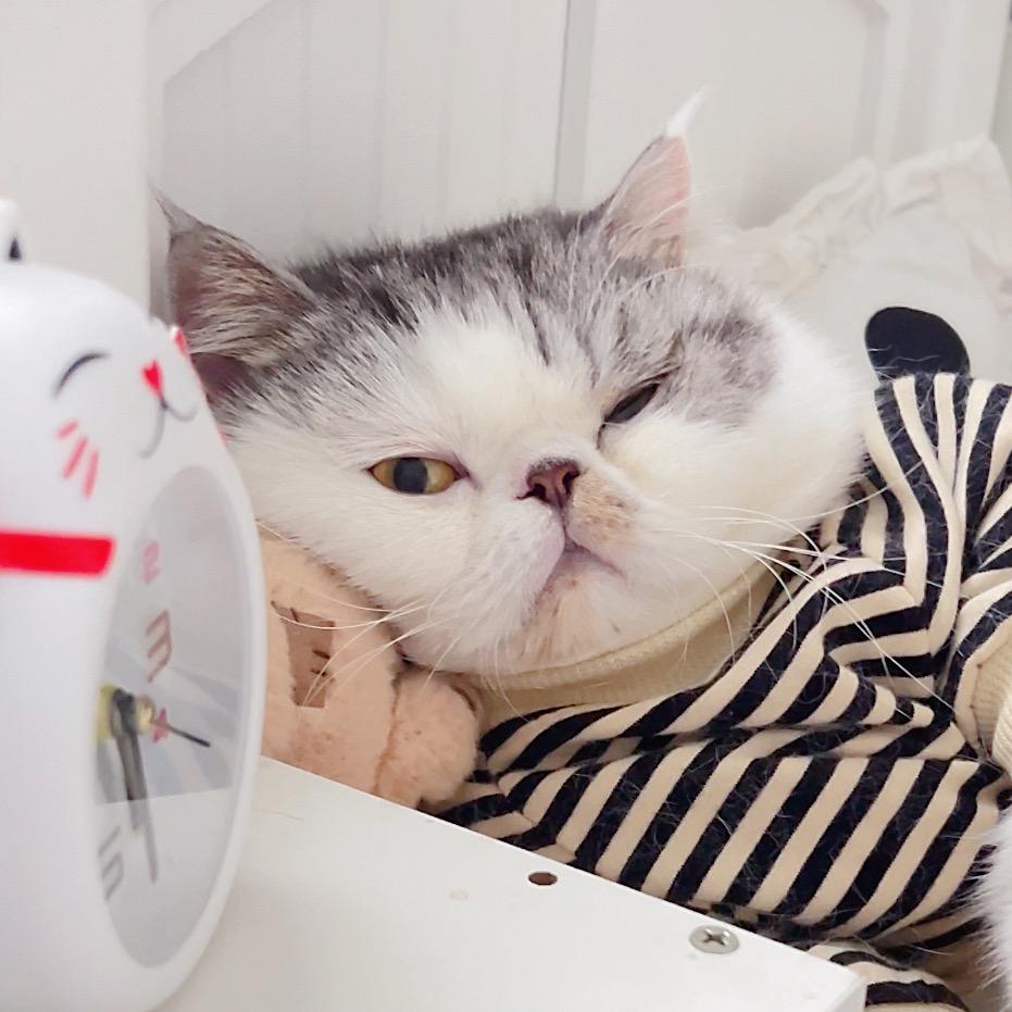 大懒猫墨宝宝