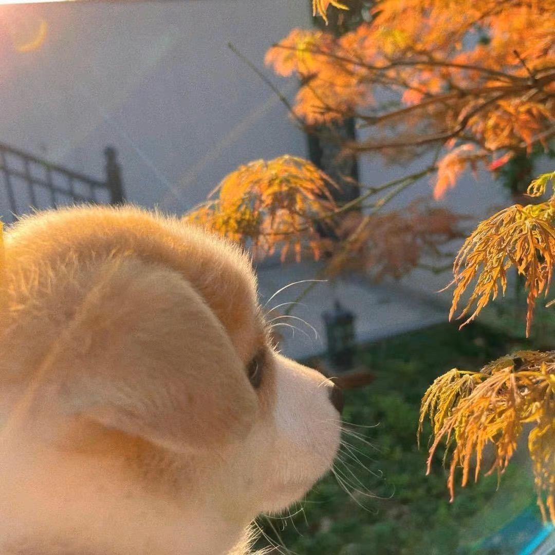 蔬菜村吴青峰ᥫᩣ