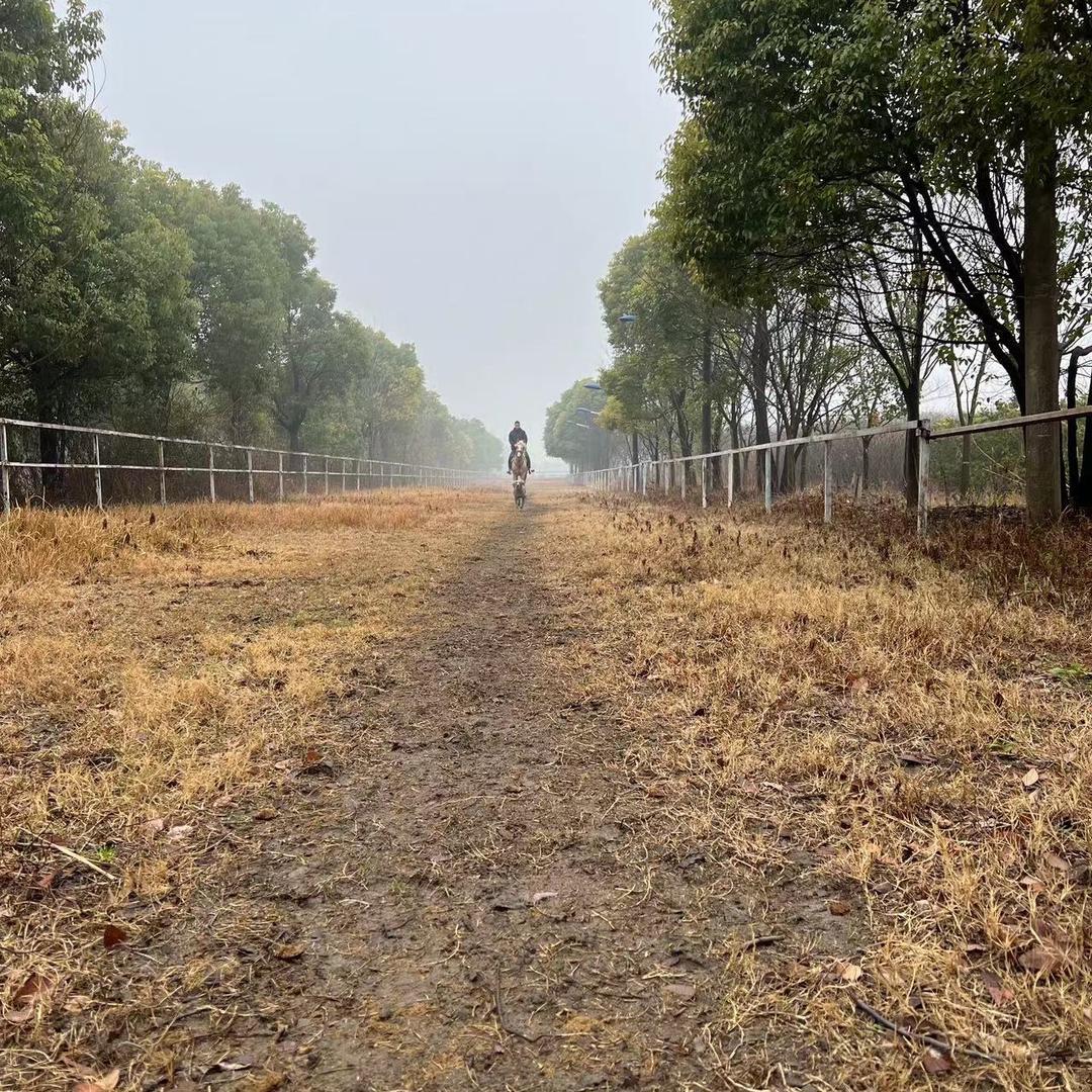 养了三只猫的马术骑手