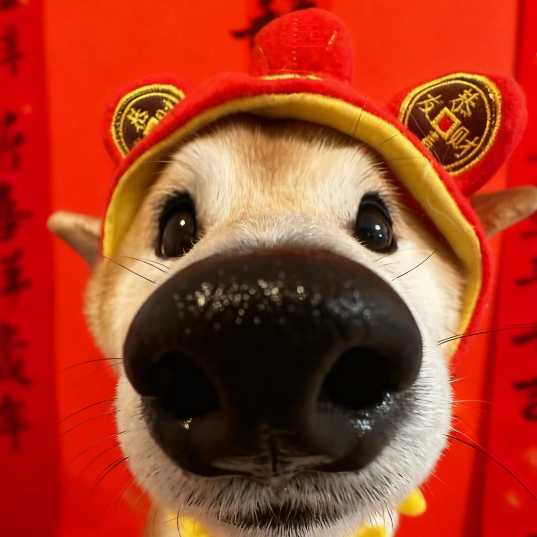 我的大狗叫奖金