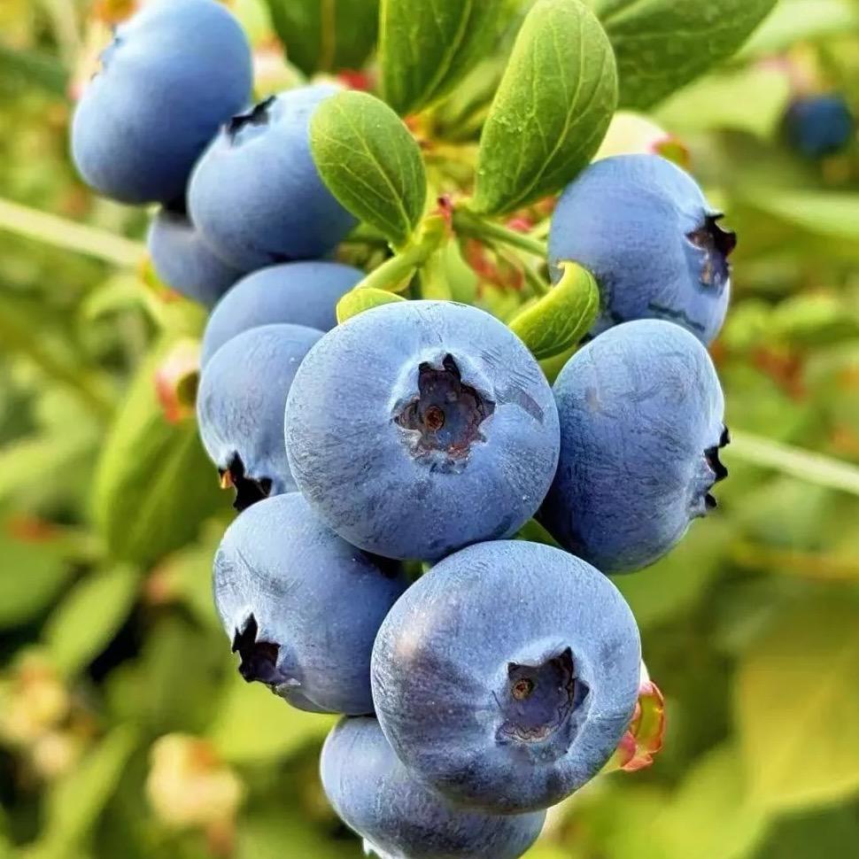 云南花香蓝莓明天到